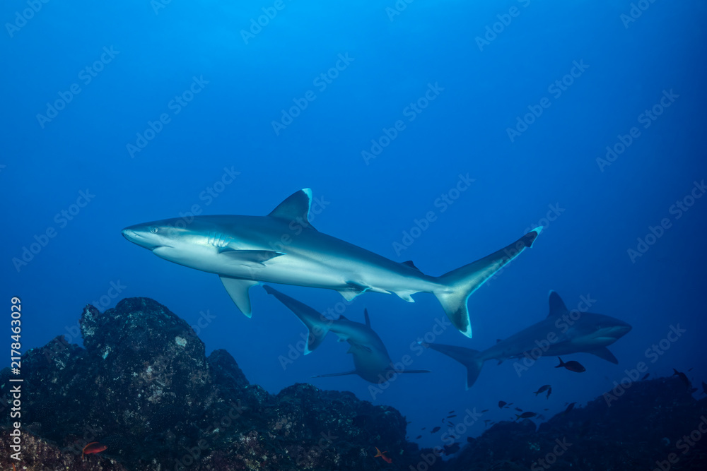 Fototapeta premium Silvertip sharks at cleaning station in Mexico, Socorro Island