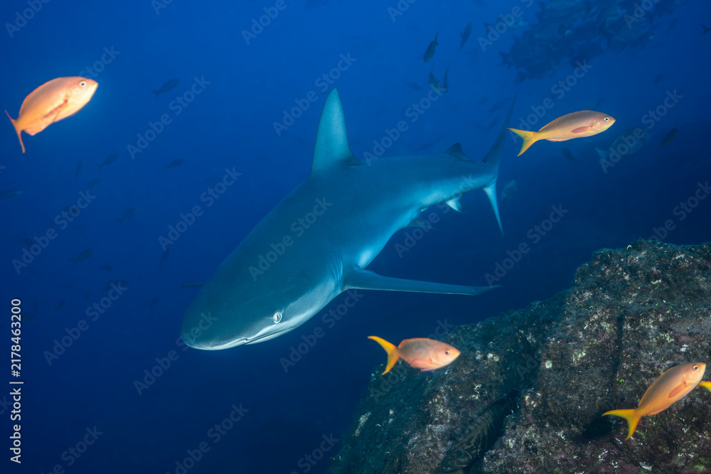 Obraz premium Silky shark swimming near cleaning station in Mexico's Socorro Island