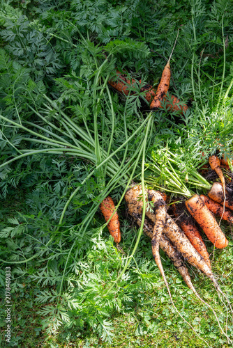 Carrots in garden 