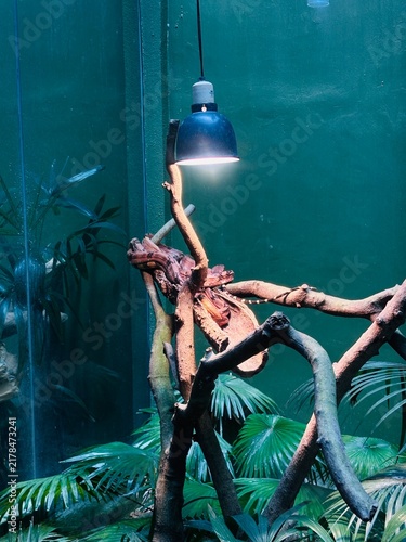 Fotografie snake