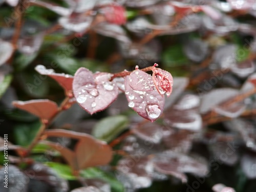 Fotografía few drops of water droplets staying still on reddish-colored leaves