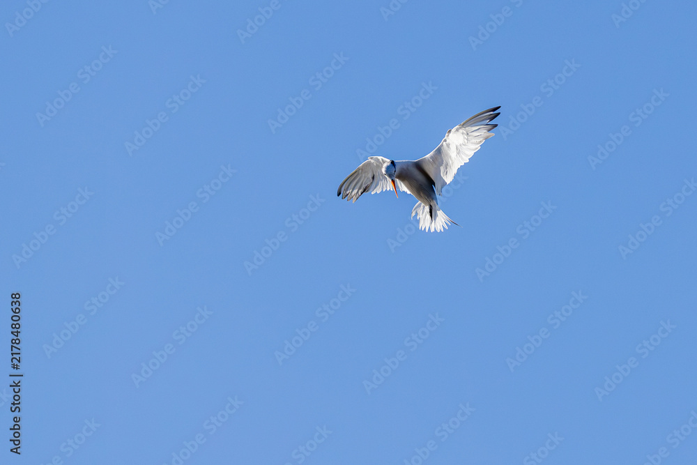 Obraz premium Tern hovering with wings raised against clear blue sky, Florida