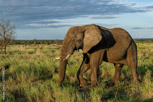 Canvas Print Elephant bull searching for food and water in the Kruger National Park in South
