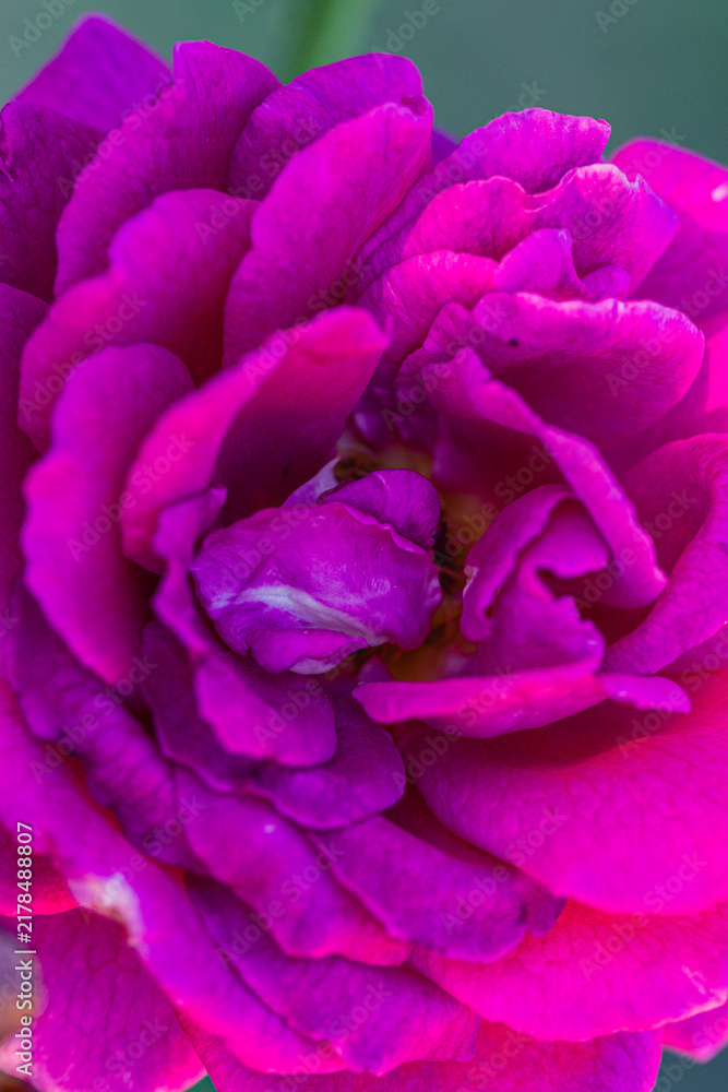 Fototapeta premium Close-up view of vibrant pink rose flower petals showcasing intricate textures and layers against a blurred green background in a natural setting