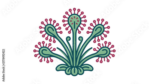 Bild auf Leinwand Sundew Carnivorous Plant Vector Illustration
