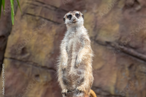 фотографія Full body portrait of a meerkat standing on hind legs