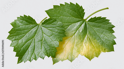 Green grape leaves showing signs of disease and yellowing with plant disease