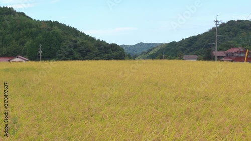 秋と稲穂