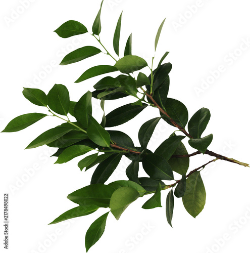 branch with green leaves