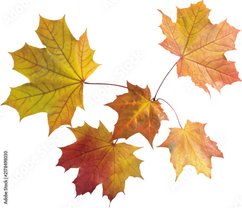 autumn maple leaves