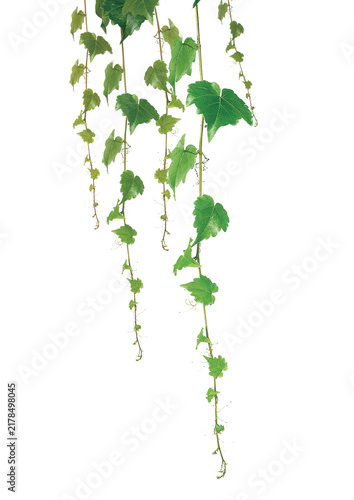 green leaf isolated on white background