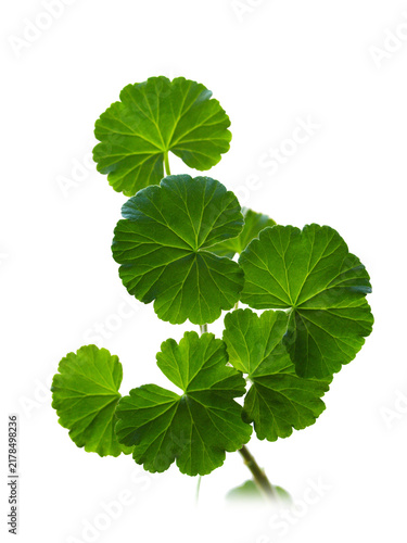 Geranium