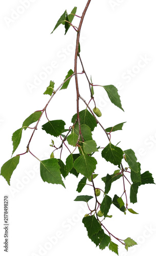 branch of a tree