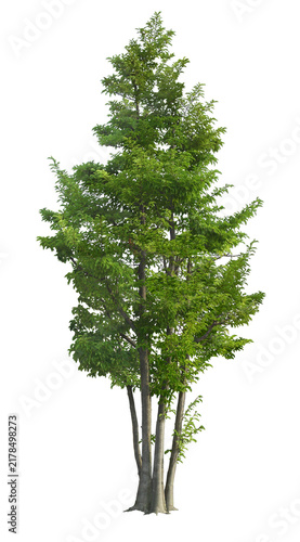 tree isolated on white background
