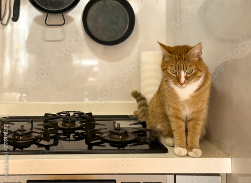 Orange tabby cat sitting on kitchen counter observing