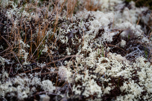 Foto Close Up Texture of Reindeer Lichen and Moss in Tundra
