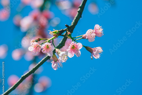Wild Himalayan Cherry flower with Sky ,Thai  Sakura blossom