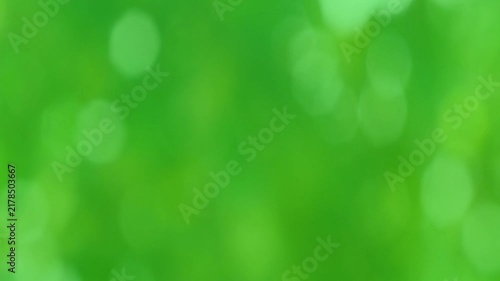 Natural blurry defocused 4k bokeh video background  Defocused spring or summer foliage of green trees blown by wind. Branches swaying.