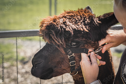 Konstfotografi Person fastens a halter on a brown alpaca outdoors, ideal for animal care