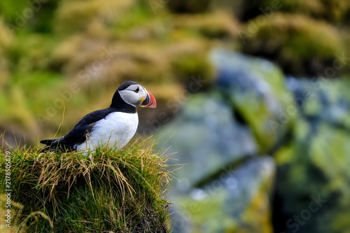 Bild auf Leinwand A charming and dramatic natural capture of an Atlantic puffin peeking out from i