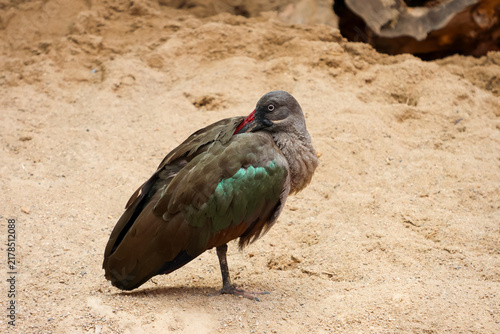 Foto Colorful Hadada Ibis on Sandy Terrain - Nature and Wildlife Photography
