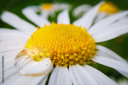 Quadro su tela Macro white daisy with vivid yellow disc and clear water droplet for botanical b