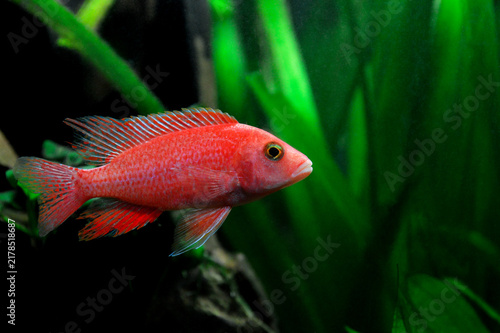 A beautiful African cichlid fish, Aulonocara Red Dragon. This fish lives in Lake Malawi in East Africa.