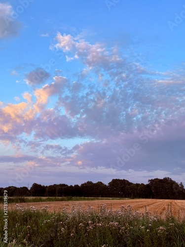 fields in the countryside, rural summer landscape without people
