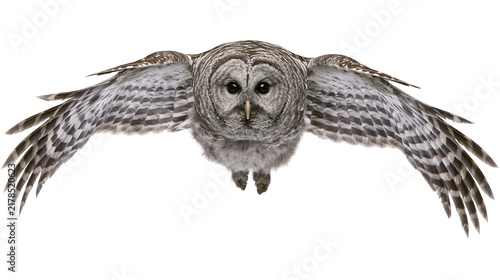 Canvas Print Barred owl with outstretched wings flying forward, isolated on transparent backg