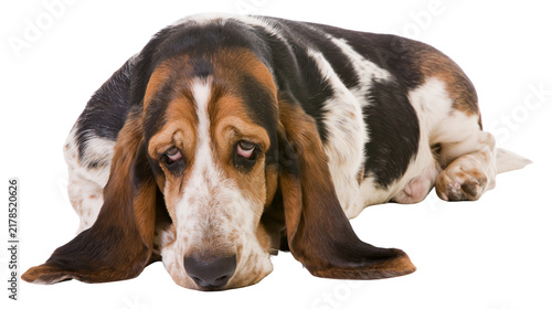 Cuadro en lienzo Sad Basset Hound dog with long ears lying down, isolated on transparent backgrou