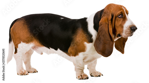 Foto Tri-color Basset Hound dog with long ears, isolated on transparent background