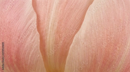 Macro view of soft pink flower petals with intricate vein textures and tiny water droplets in natural diffused light