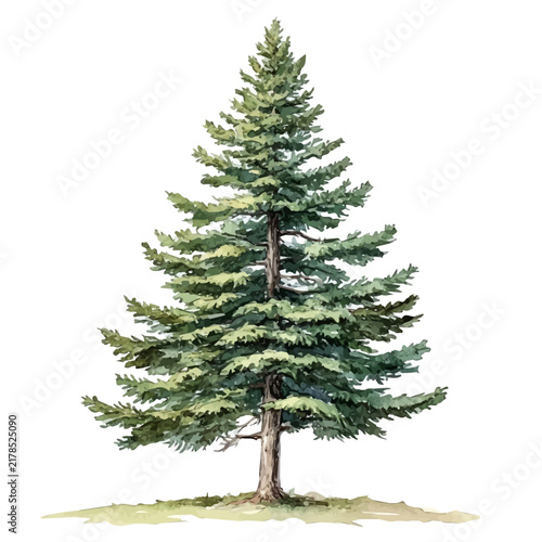 Douglas Fir Tree, isolated watercolor element on white background