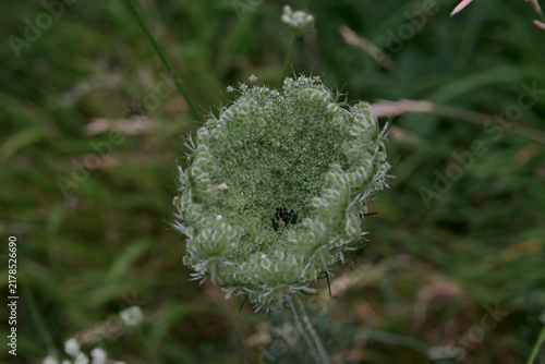 Curling green umbellifer seed head against a dark natural background