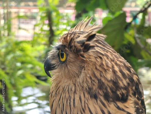 Owls' eyes are not spherical and cannot move. To see their surroundings, they rotate their heads up to 270 degrees. They also have three eyelids for various functions and excellent night vision.