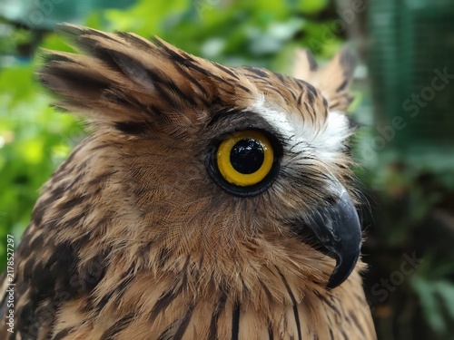 Owls' eyes are not spherical and cannot move. To see their surroundings, they rotate their heads up to 270 degrees. They also have three eyelids for various functions and excellent night vision.