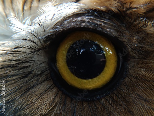 Owls' eyes are not spherical and cannot move. To see their surroundings, they rotate their heads up to 270 degrees. They also have three eyelids for various functions and excellent night vision.