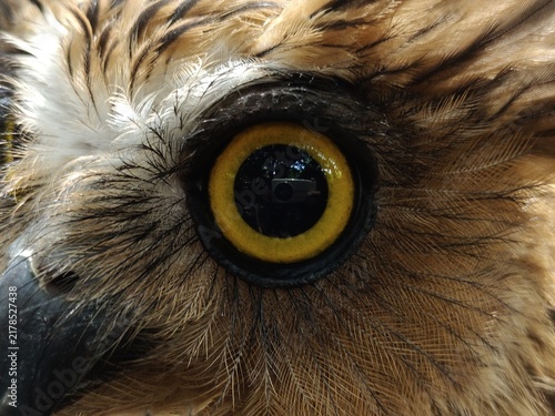 Owls' eyes are not spherical and cannot move. To see their surroundings, they rotate their heads up to 270 degrees. They also have three eyelids for various functions and excellent night vision.