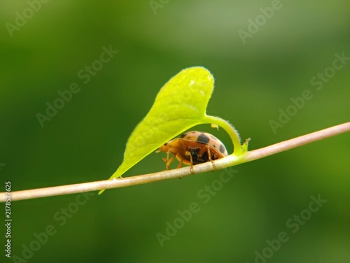 The ladybug is a small insect, measuring 1–10 mm, known for its striking red shell and black spots.