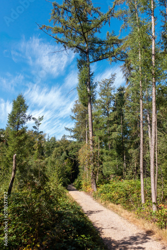Wandelpad in een bos met lariks bomen in Limburg op een zonnige dag