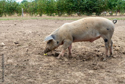 Varken die in een wei een appel eet op een biologische vleesboerderij
