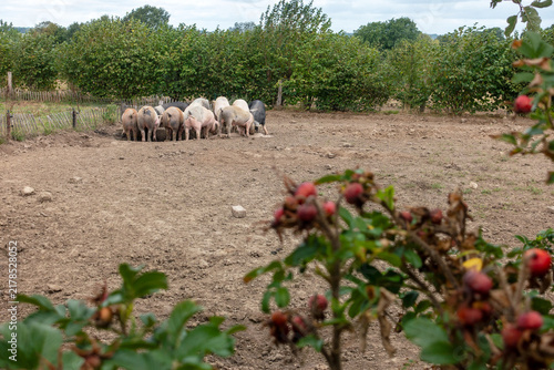 Voertijd van de varkens met veel ruimte zodat  deze een dierwaardig bestaan hebben