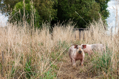 Varken loopt te scharrelen in een veld met een ander varken