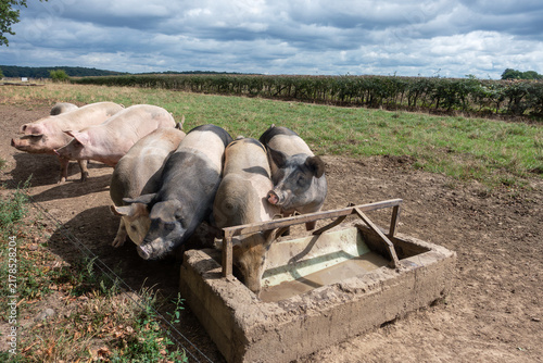 Een groep varkens in een wei met vrije uitloop. Bij een varkenshouderij met ecologische en biologische voeding.