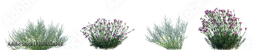 Set of Perovskia atriplicifolia and Dianthus gratianopolitanus frontal isolated png on a transparent background perfectly cutout high resolution