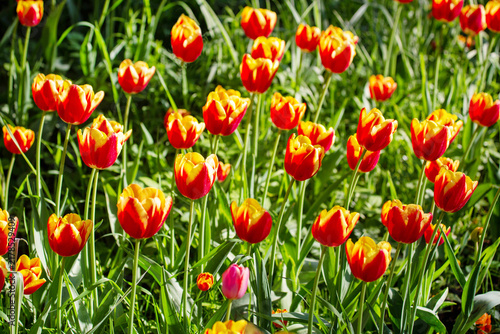 A glade of bright orange tulips on a clear sunny day. Flora agriculture plants flowers.