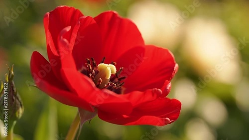 Close up of a vibrant red poppy flower swaying gently in the warm sunlight with a blurred green background with slightly nature against soft focus background video bright red