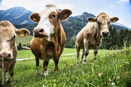 Portrait Of Three Red Alpine Cows On Pasture