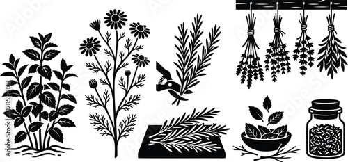 Black and white set of organic herbs and medicinal plants