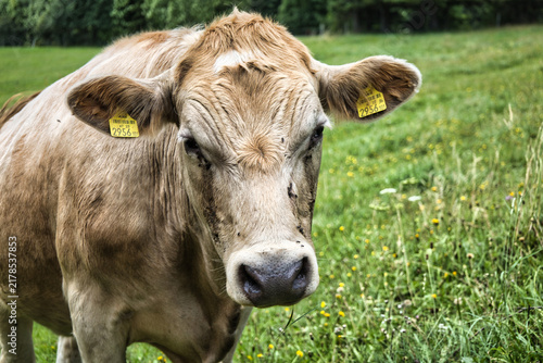 Portrait Of Red Alpine Cow On Pasture